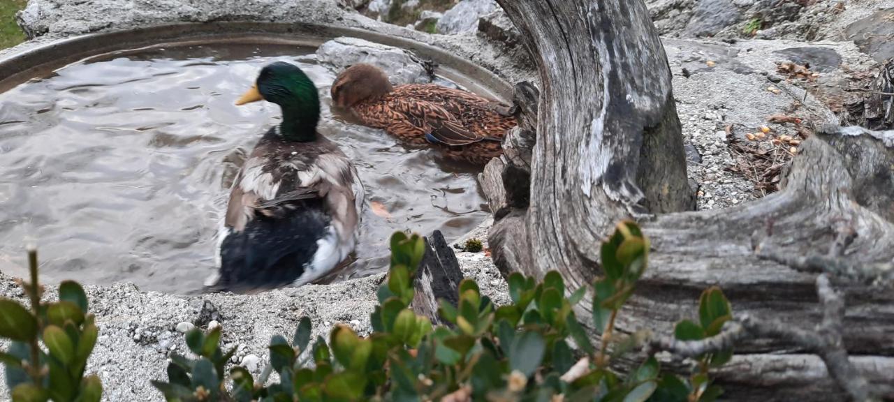 Vila Jelenov Breg Pod Matajurem Kobarid Exteriér fotografie