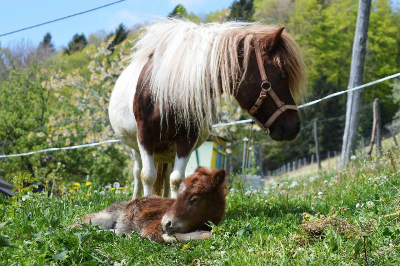 Vila Jelenov Breg Pod Matajurem Kobarid Exteriér fotografie